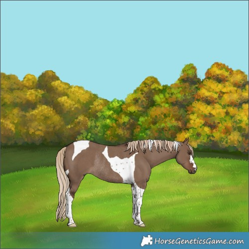 Horse Color:Liver Red Dun Tobiano Rabicano 