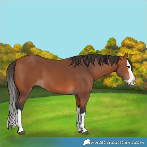 Horse Color:Bay Splash 