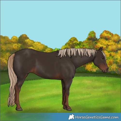 Horse Color:Liver Chestnut 