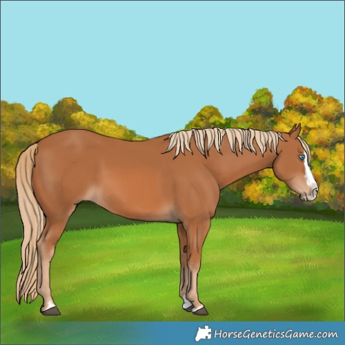 Horse Color:Chestnut Splash