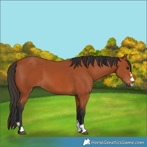 Horse Color:Bay 
