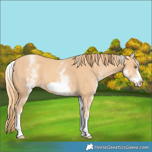 Horse Color:White Spotted Gold Champagne Frame 