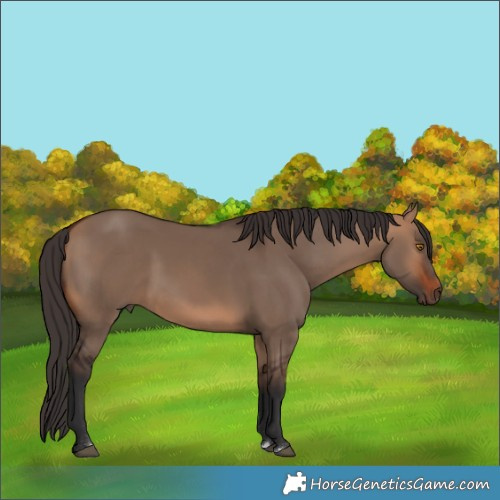 Horse Color:Bay Dun Rabicano