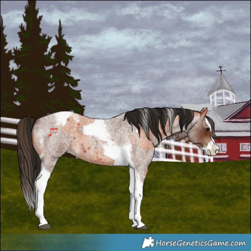 Horse Color:Bay Roan Splash Tobiano Varnish and Gray Bay Roan Splash Tobiano Varnish