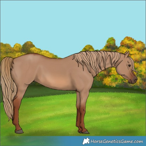Horse Color:Red Dun 