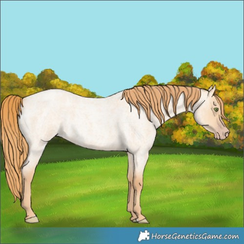 Horse Color:Gold Champagne Roan Dun