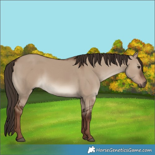 Horse Color:Liver Red Dun 
