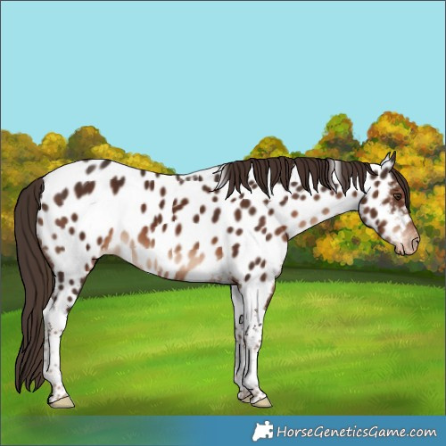 Horse Color:Liver Chestnut Tobiano Near Leopard