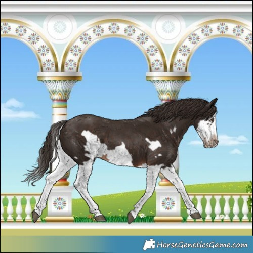 Horse Color:Liver Chestnut Splash Frame 