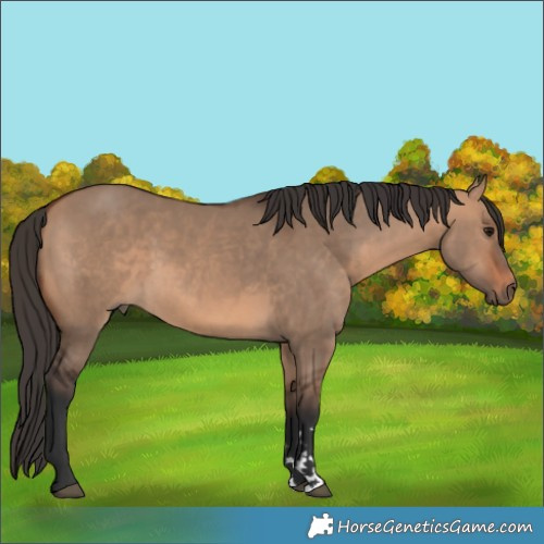 Horse Color:Bay Dun 