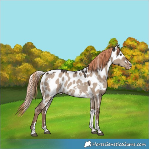 Horse Color:Liver Red Dun Sabino Tobiano Skewed LP Spotted 