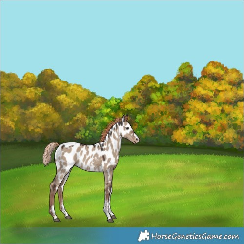 Horse Color:Liver Red Dun Sabino Tobiano Skewed LP Spotted