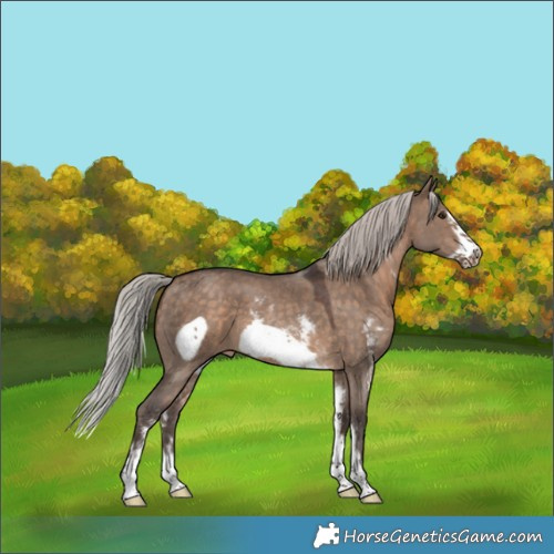 Horse Color:Silver Brown Dun Sabino Frame