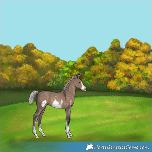 Horse Color:Silver Brown Dun Sabino Frame