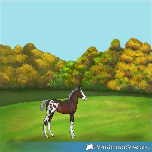 Horse Color:Silver Brown Splash Skewed LP Spotted 