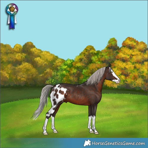 Horse Color:Silver Brown Splash Skewed LP Spotted