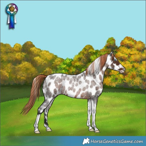 Horse Color:Liver Red Roan Splash Tobiano Frame Near Leopard