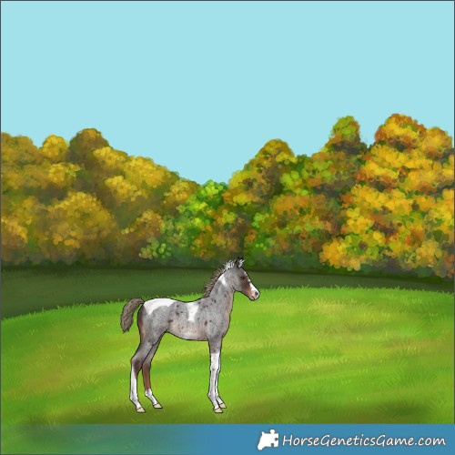 Horse Color:Liver Red Roan Splash Tobiano Frame