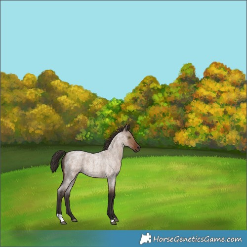 Horse Color:Liver Red Dun Roan Tobiano