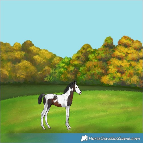 Horse Color:Brown Splash Tobiano Skewed LP Spotted
