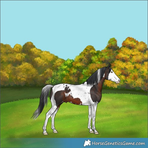 Horse Color:Brown Splash Tobiano Skewed LP Spotted 