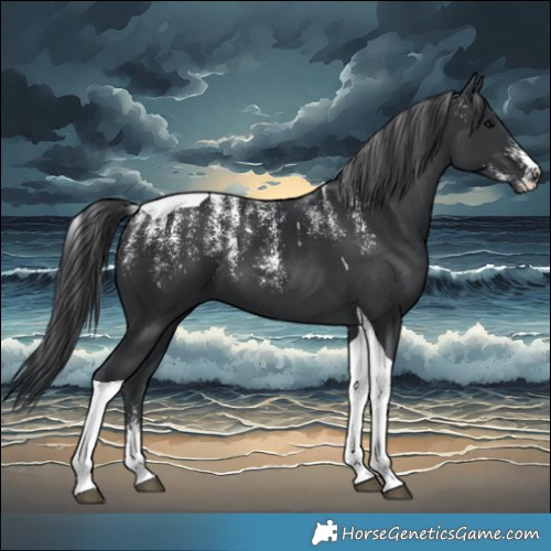 Horse Color:Powder White Black Tobiano