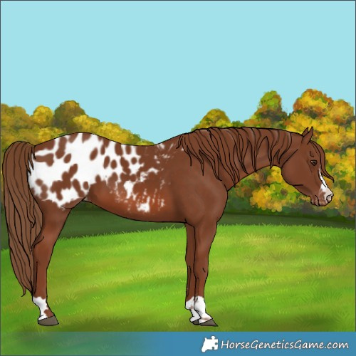 Horse Color:Chestnut Blanket 