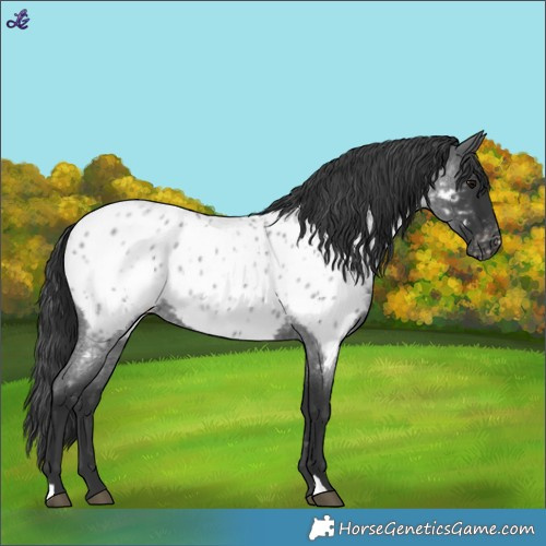 Horse Color:Blue Roan Near Leopard 