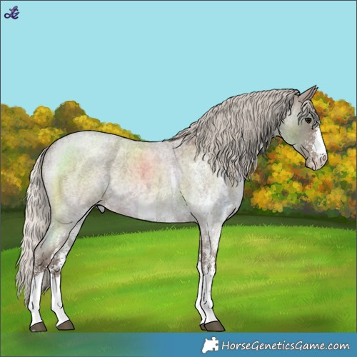 Horse Color:Silver Blue Roan Sabino