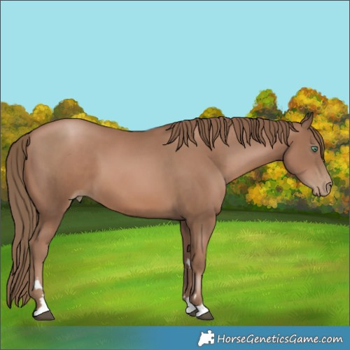 Horse Color:Black Pearl