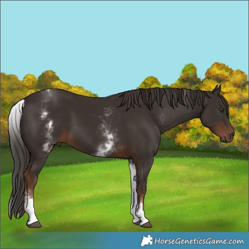 Horse Color:White Spotted Liver Chestnut 