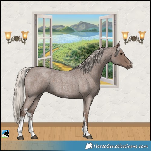 Horse Color:Silver Blue Roan Sabino 