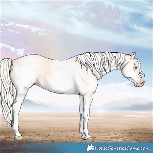 Horse Color:White Spotted Gold Cream Champagne 