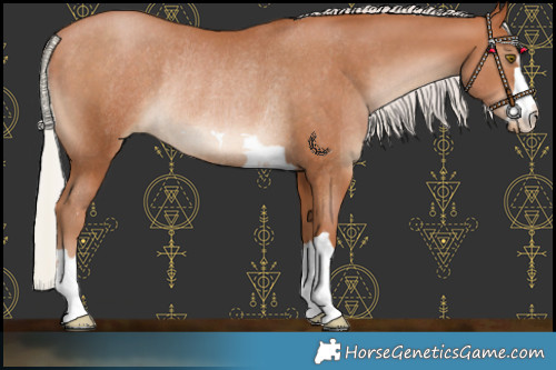 Horse Color:Silver Brown Pearl Rabicano 