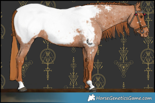 Horse Color:Red Roan Near Fewspot