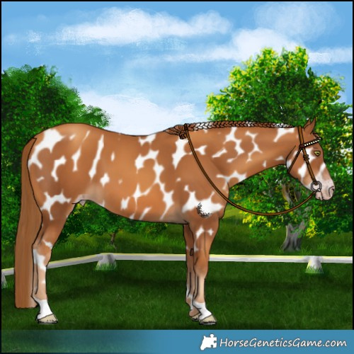 Horse Color:Gray Gold Champagne Leopard 