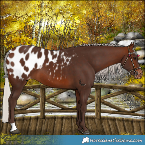 Horse Color:Silver Brown Blanket
