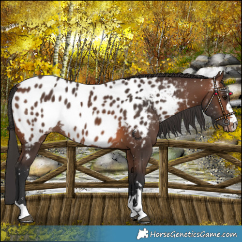 Horse Color:Brown Blanket 
