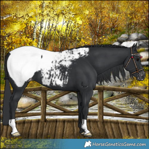 Horse Color:Black Near Fewspot 