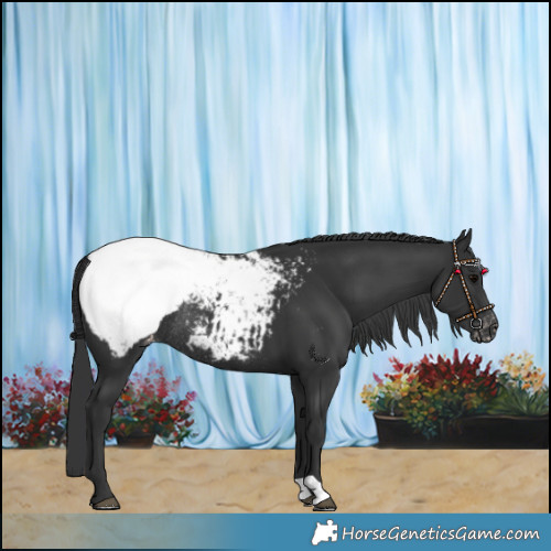 Horse Color:Black Snowcap Rabicano