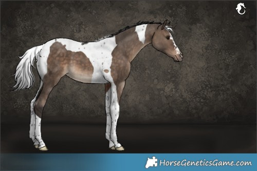 Horse Color:Brown Dun Tobiano