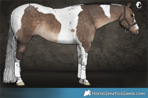 Horse Color:Brown Dun Tobiano 