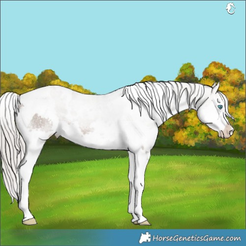 Horse Color:White Spotted Silver Brown Ice Dun Splash Tobiano 