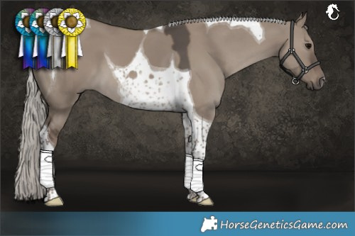 Horse Color:Silver Grullo Tobiano 