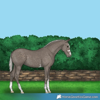 Horse Color:Silver Smoky Black