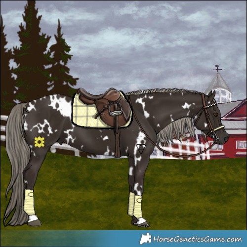 Horse Color:White Spotted Liver Chestnut