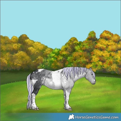 Horse Color:Painted White Spotted Silver Brown Chinchilla Tobiano 
