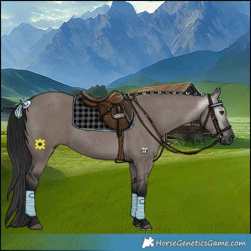 Horse Color:Gray Grullo 