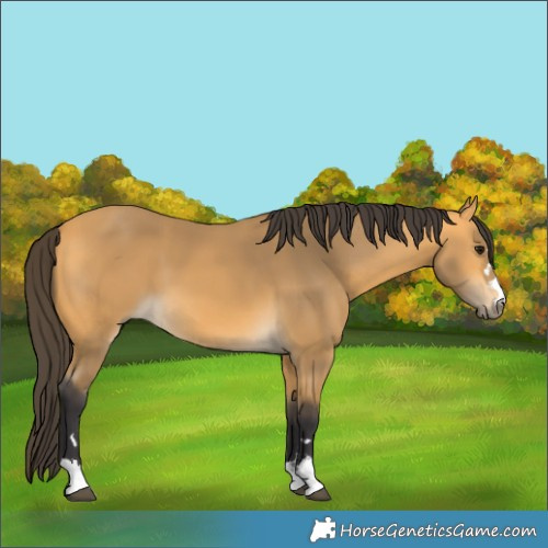 Horse Color:Buckskin 