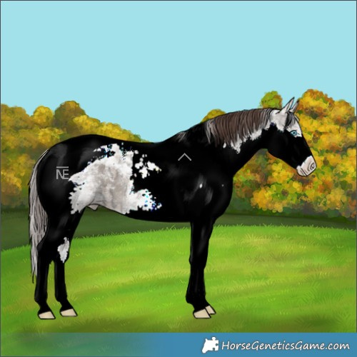 Horse Color:Liver Red Dun Ice Splash Tobiano 